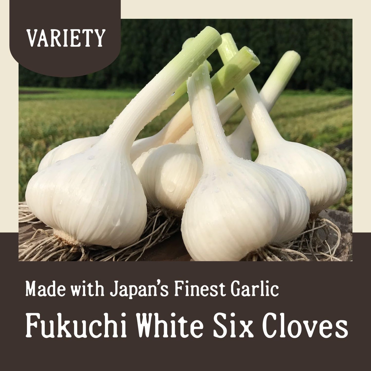 Black Garlic 500g (17.63 Oz.)